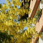 Garni Tannleger Hotel